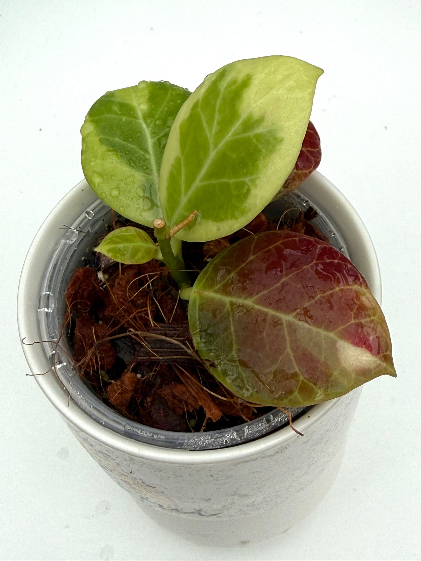 Hoya Obscura Variegated
