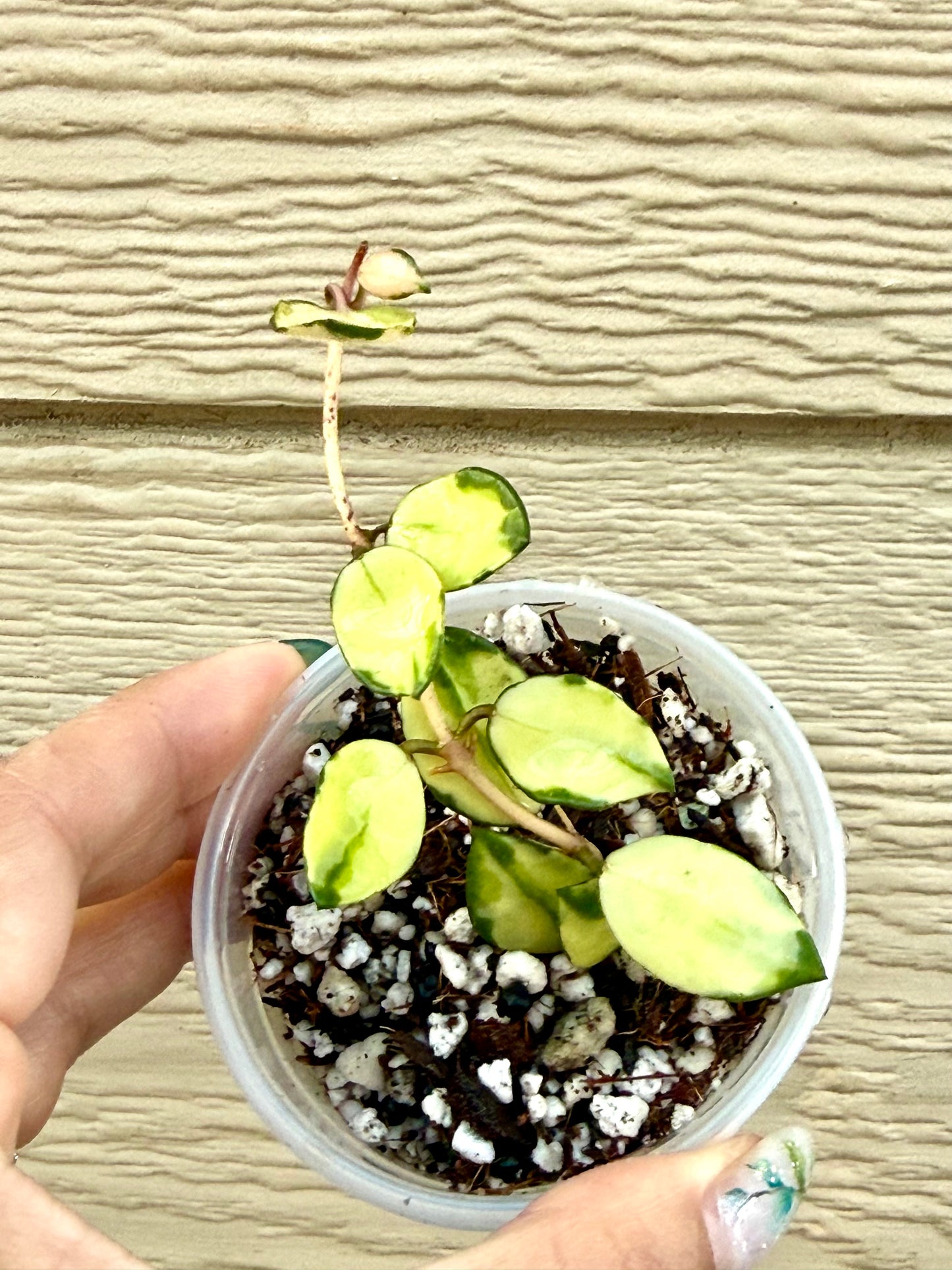 Hoya Lacunosa Minara Variegated