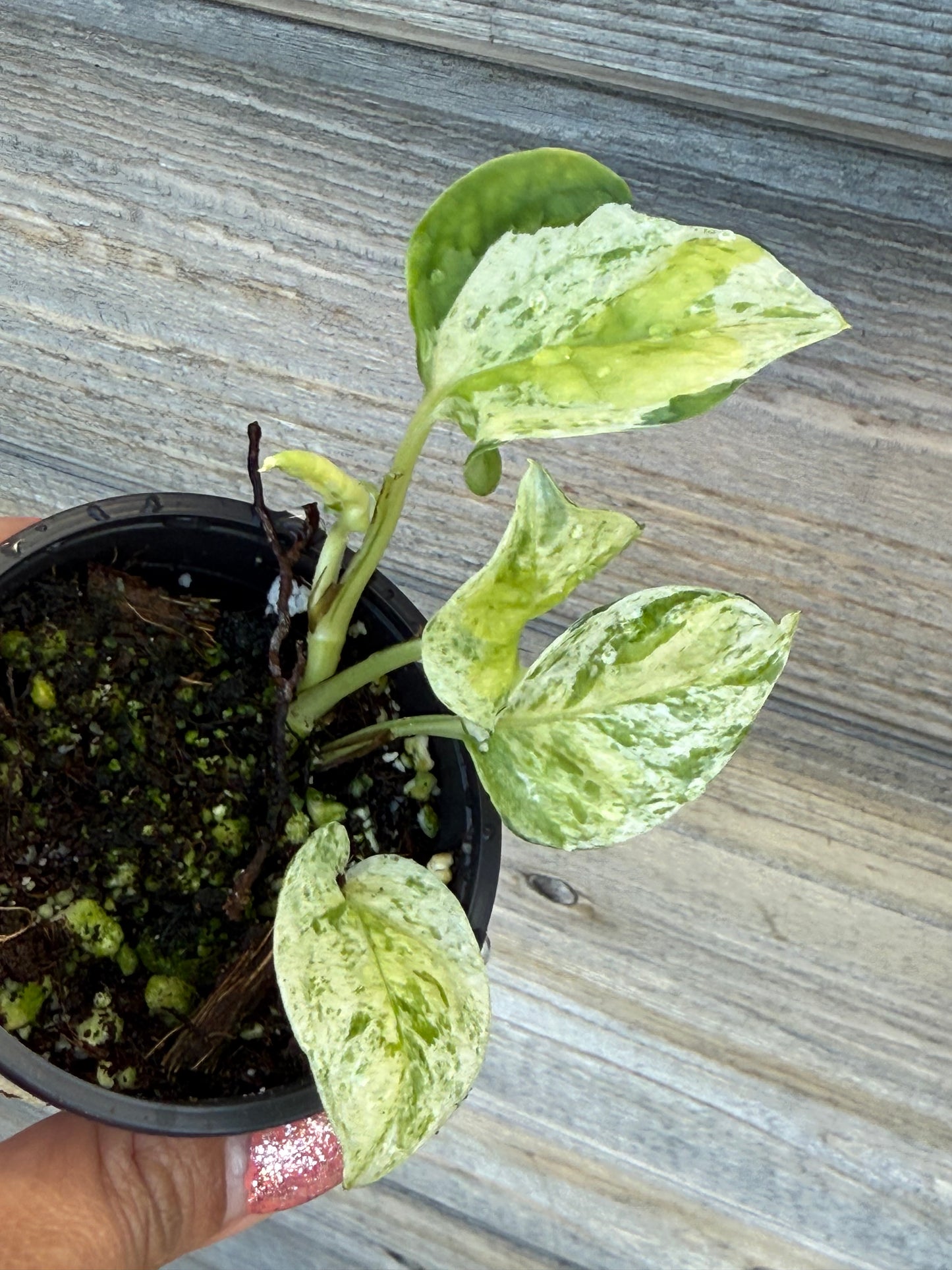 Japanese Global Pothos