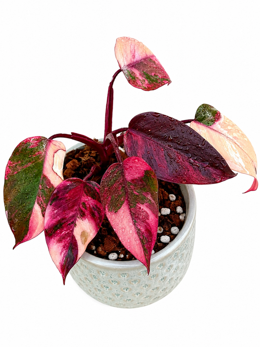 Philodendron Princess Fire