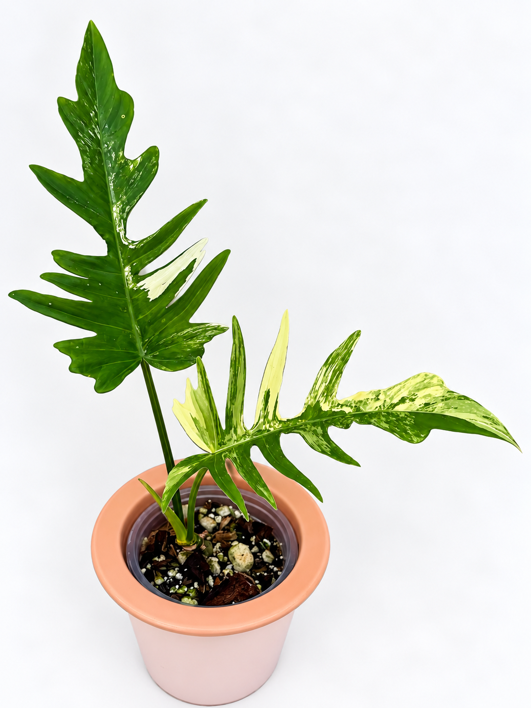 Philodendron Florida Beauty x Tortum