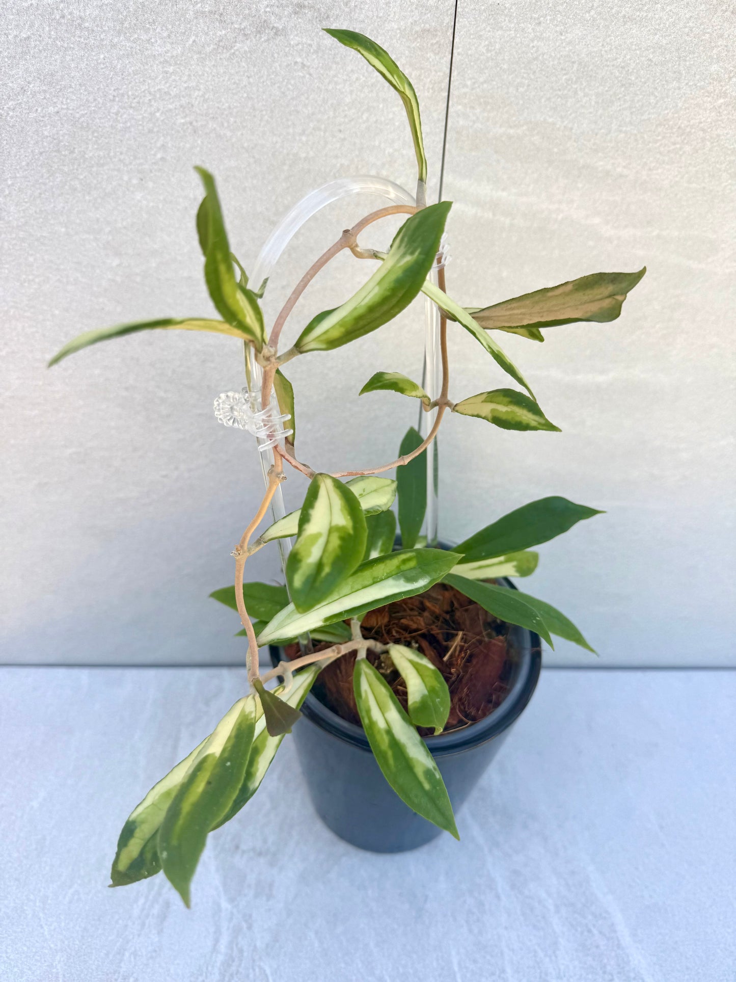 RARE Hoya Rigidifolia Variegated unrooted cutting (1 node, 2 leaves - growerâs choice)