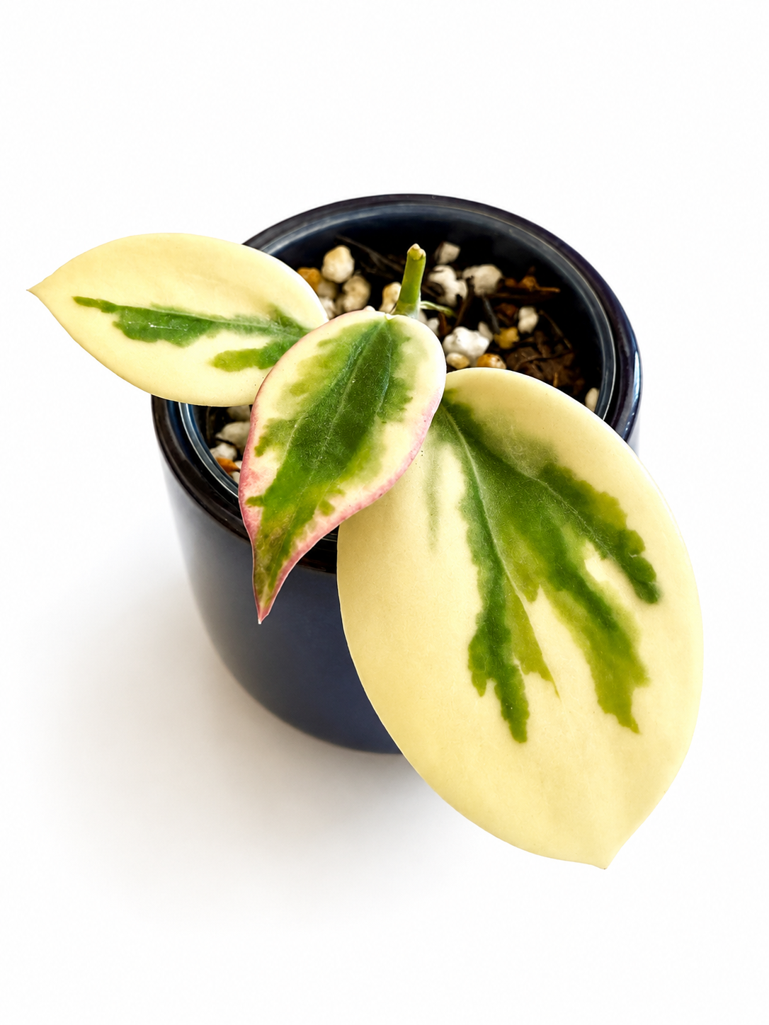 Hoya Emerald Frost
