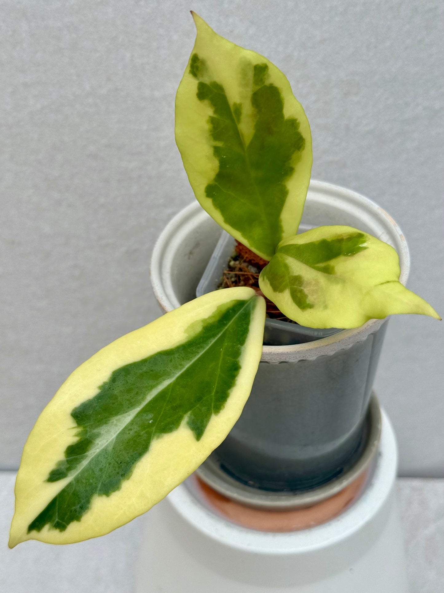 Hoya Ilagiorum Albomarginata