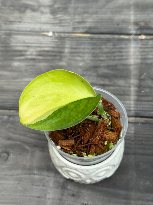 Scindapsus Jade Satin Aurea