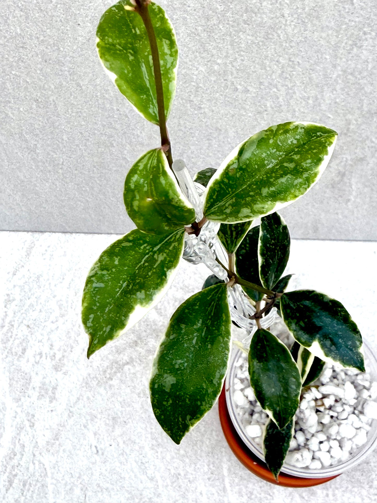 RARE Hoya Lacunosa Princess Lumina unrooted cutting (1 node, 2 leaves - growerâs choice)