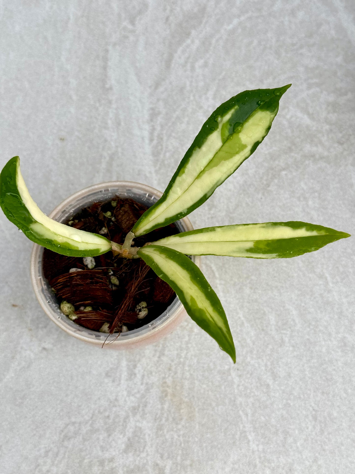 Hoya Rigidifolia variegated