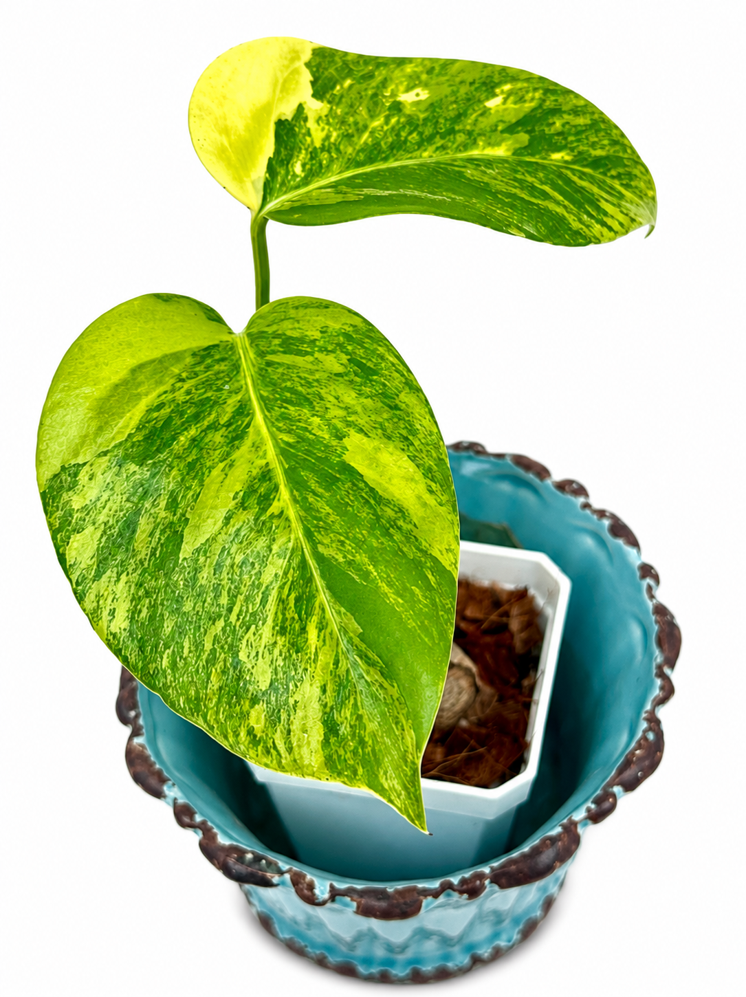 Monstera Aurea