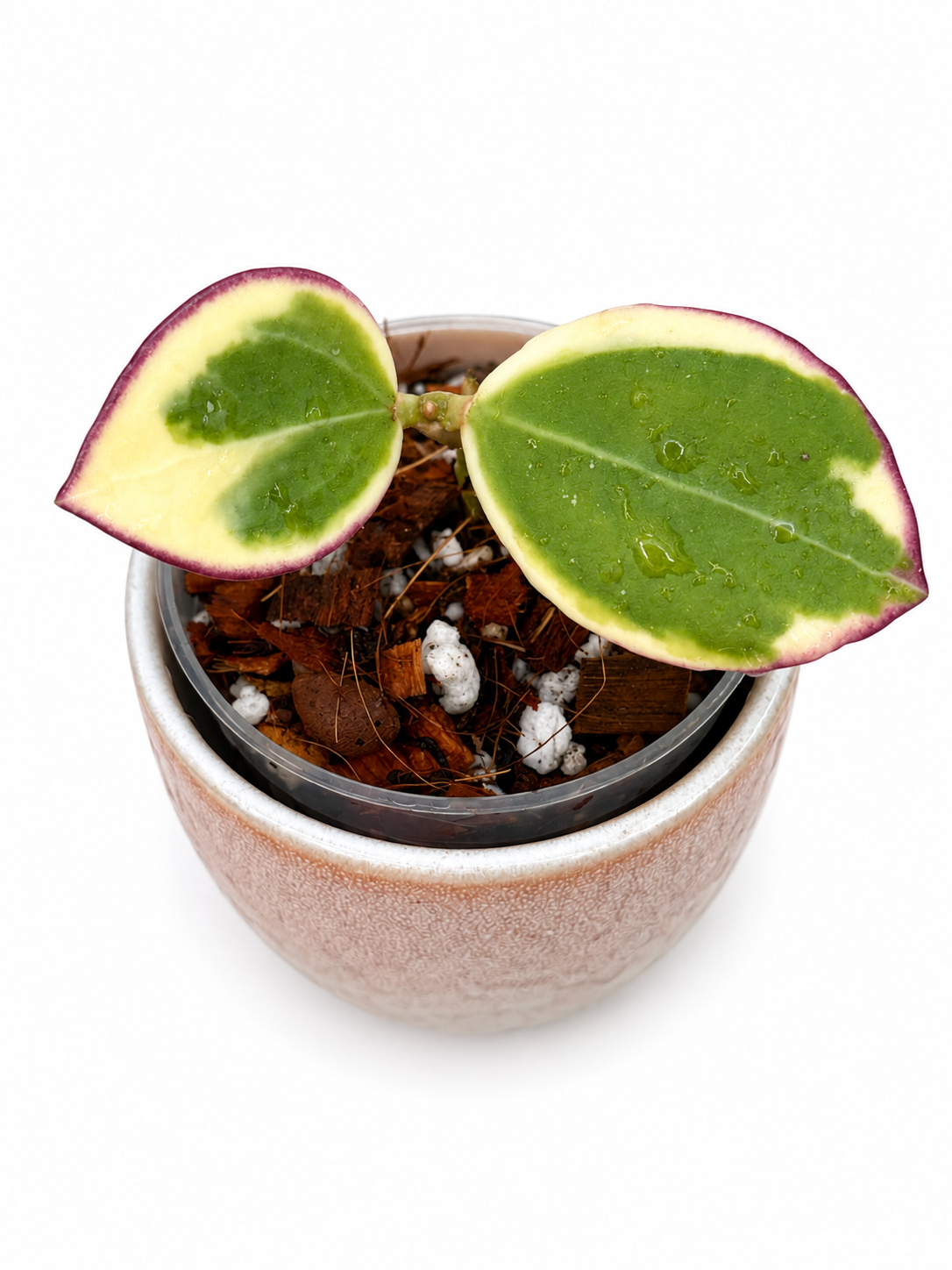 Hoya sp. Para Albo