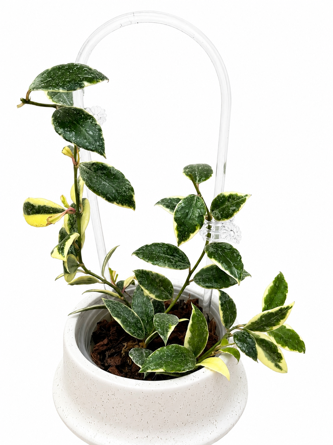 RARE Hoya Lacunosa Princess Lumina unrooted cutting (1 node, 2 leaves - growerâs choice)