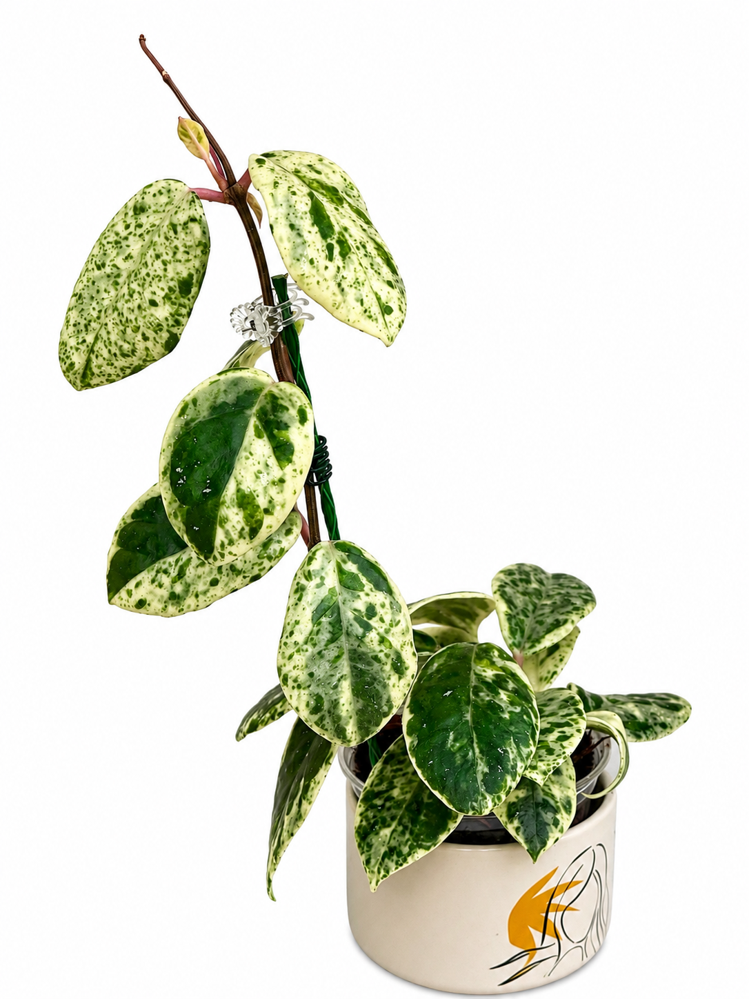 Hoya Madara Snow Angel unrooted cutting (1 node, 2 leaves - grower’s choice)