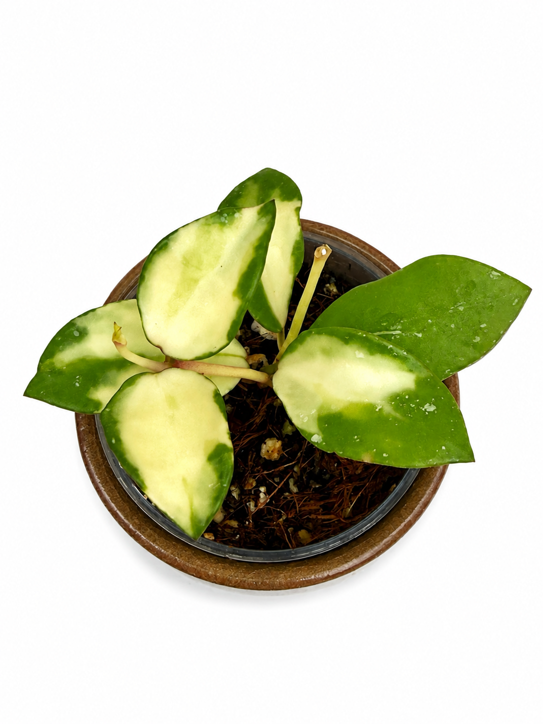Hoya Lacunosa Minara Variegated