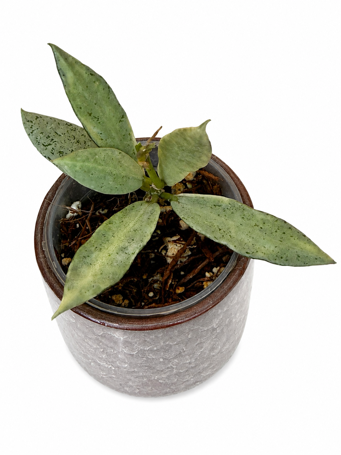 Hoya Winter Pandora | Rare Rooted Variegated Hoya