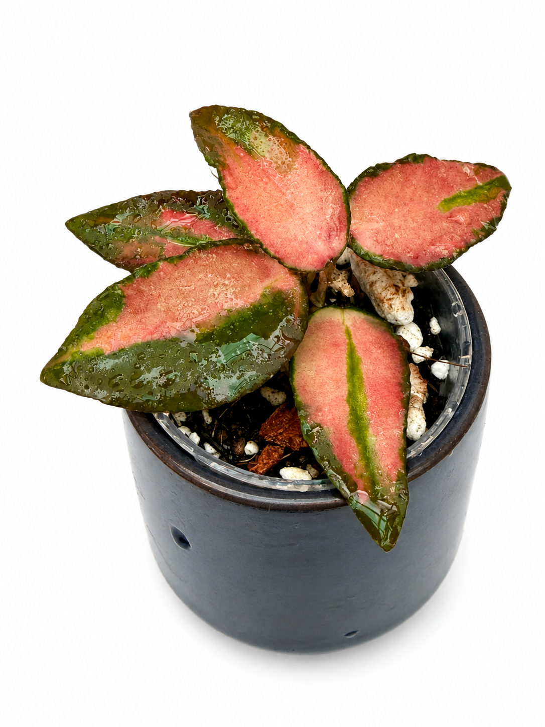 Hoya Caudata Variegated