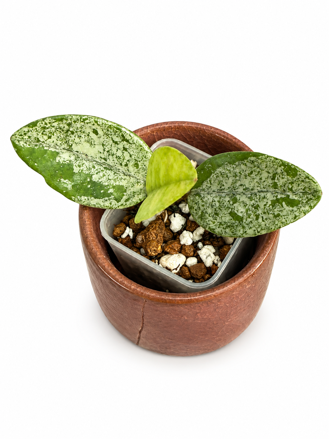 Hoya Wilbur Graves China