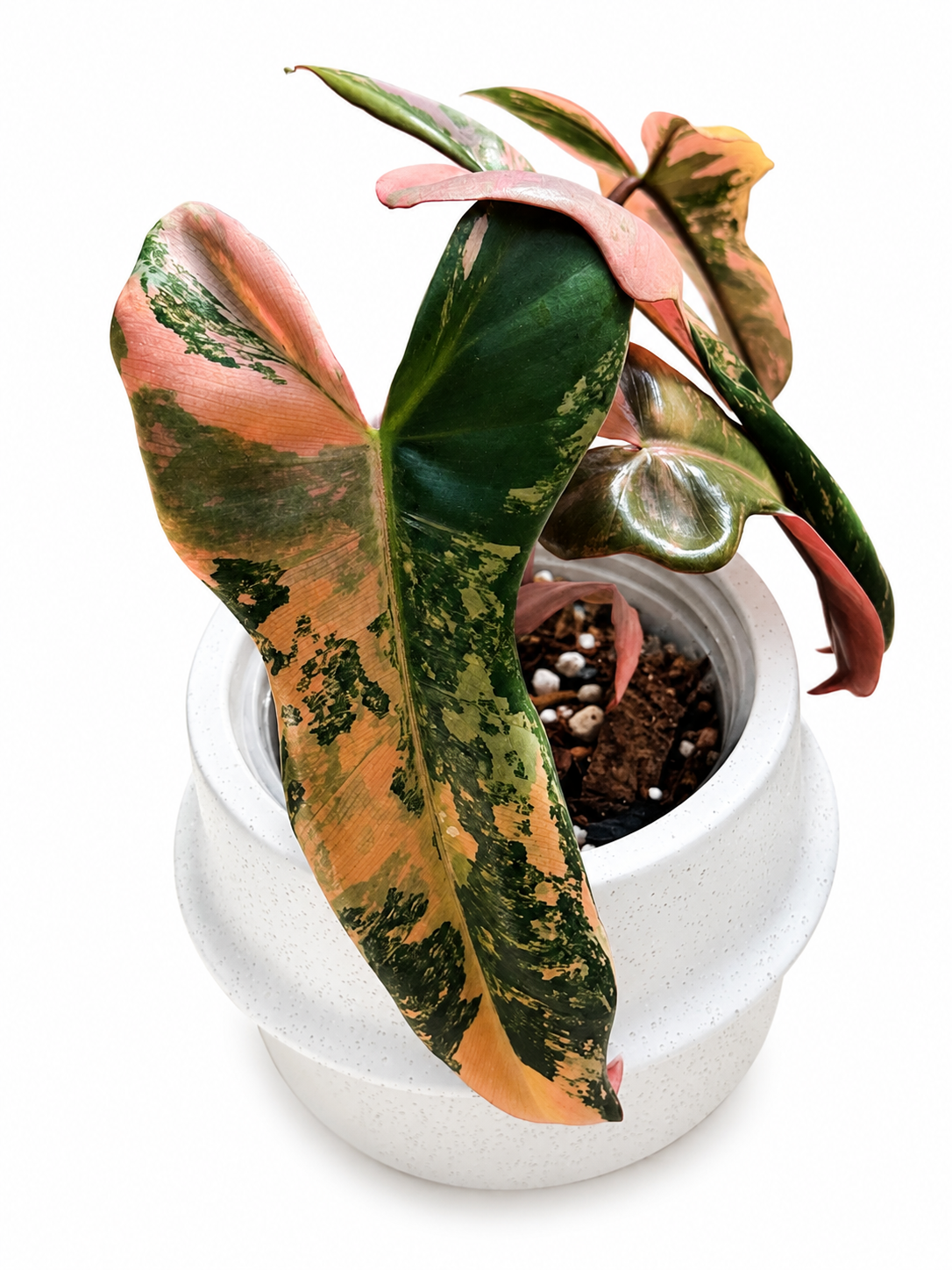 Philodendron Brown Beauty (Black Billietiae x Florida Beauty)