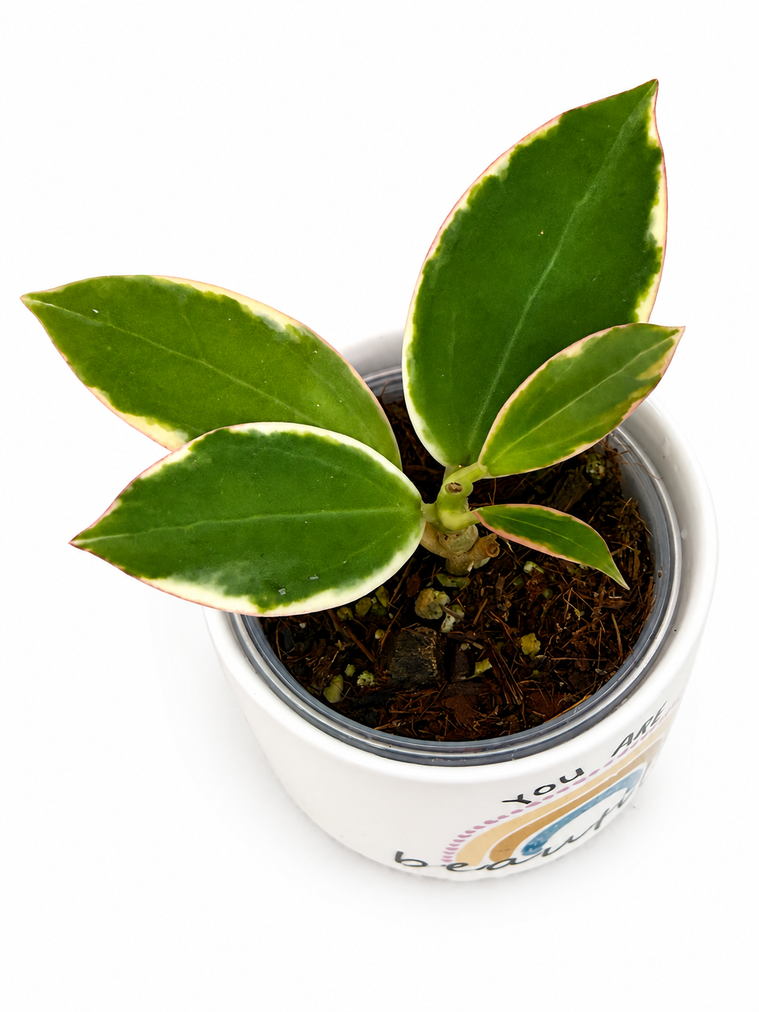 Hoya sp. Para Albo