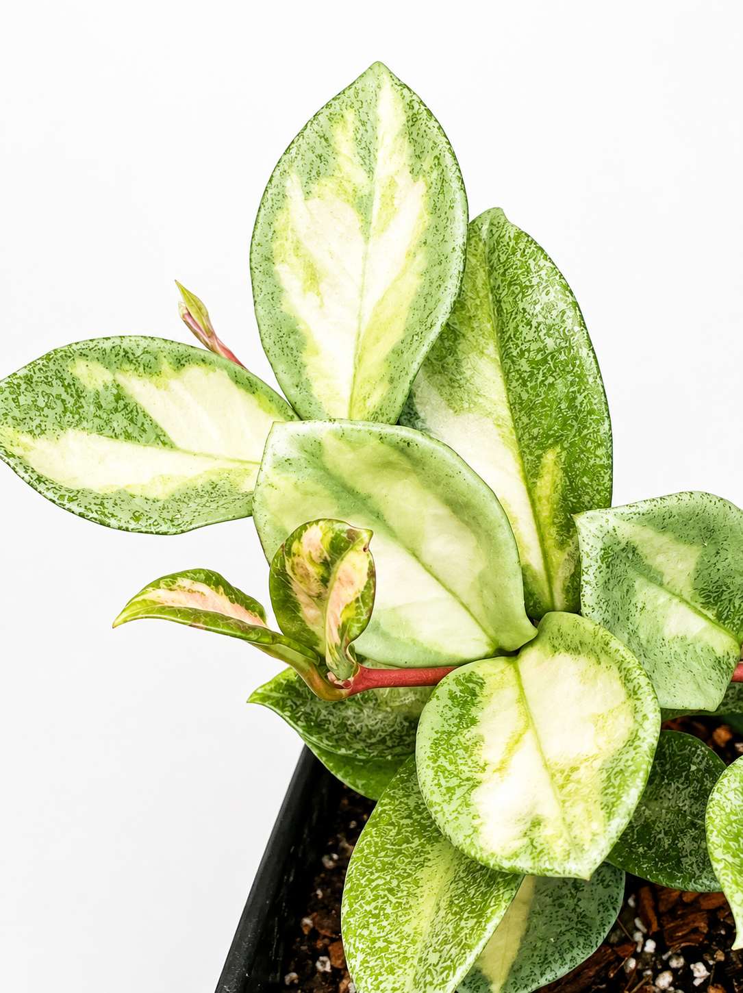 Hoya Argentea Princess Unrooted Cutting (1 node, 2 leaves)