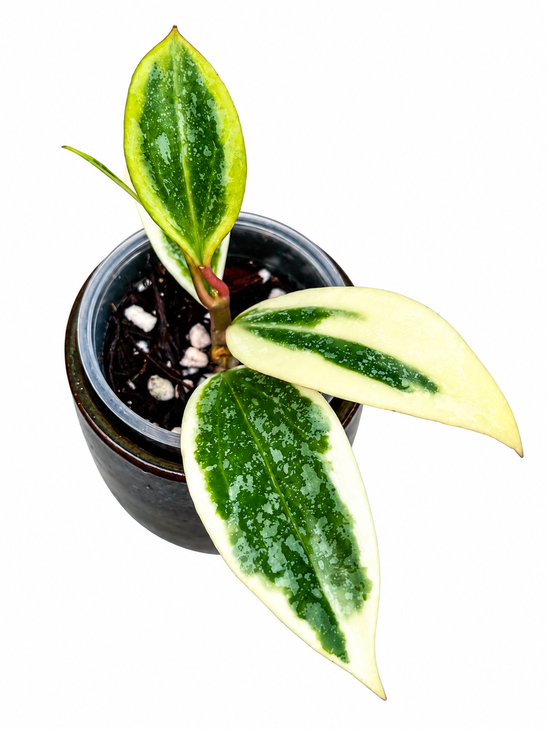 Hoya Rangsan Albo Splash