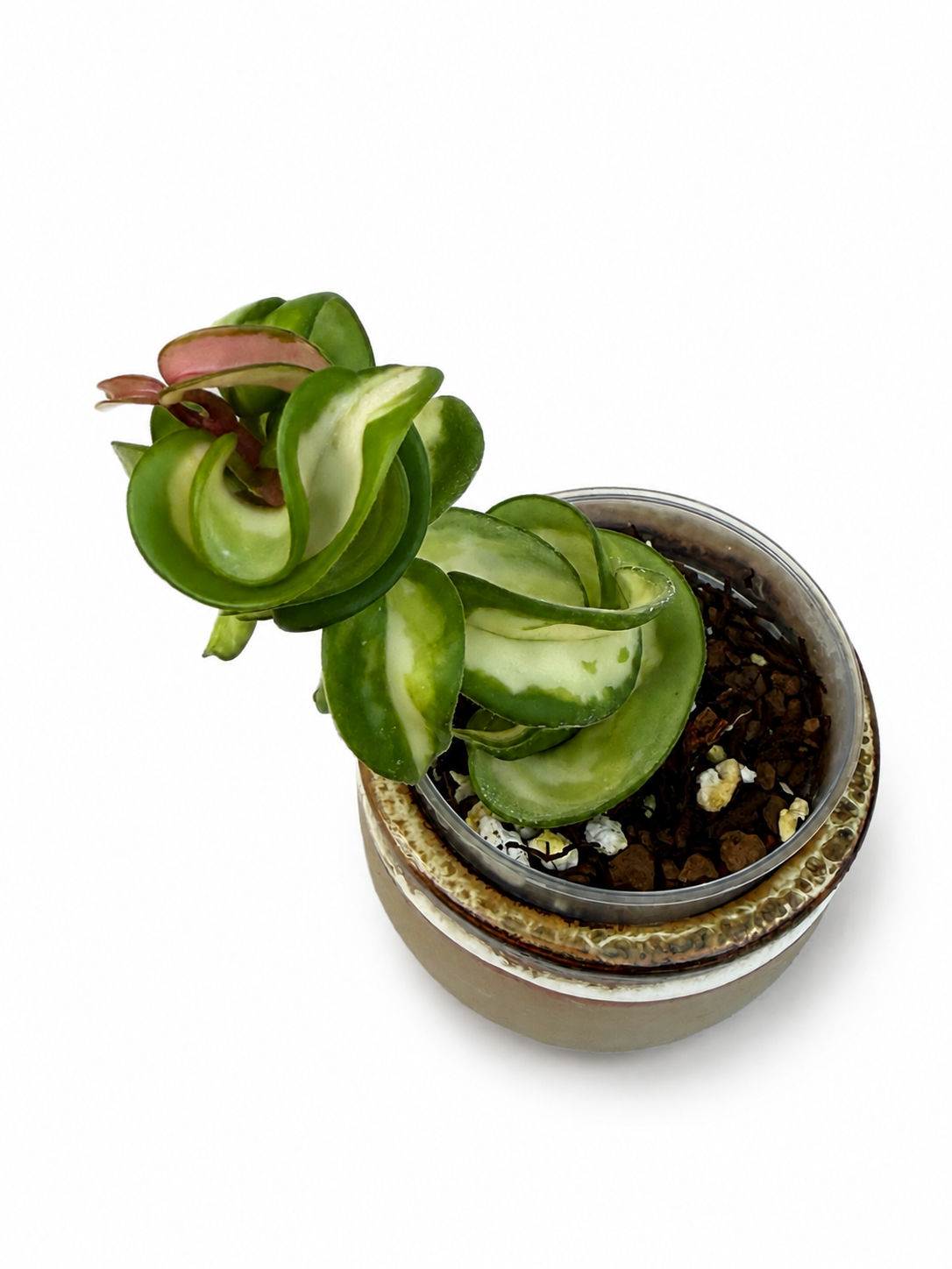 Hoya Compacta “Mauna Loa”