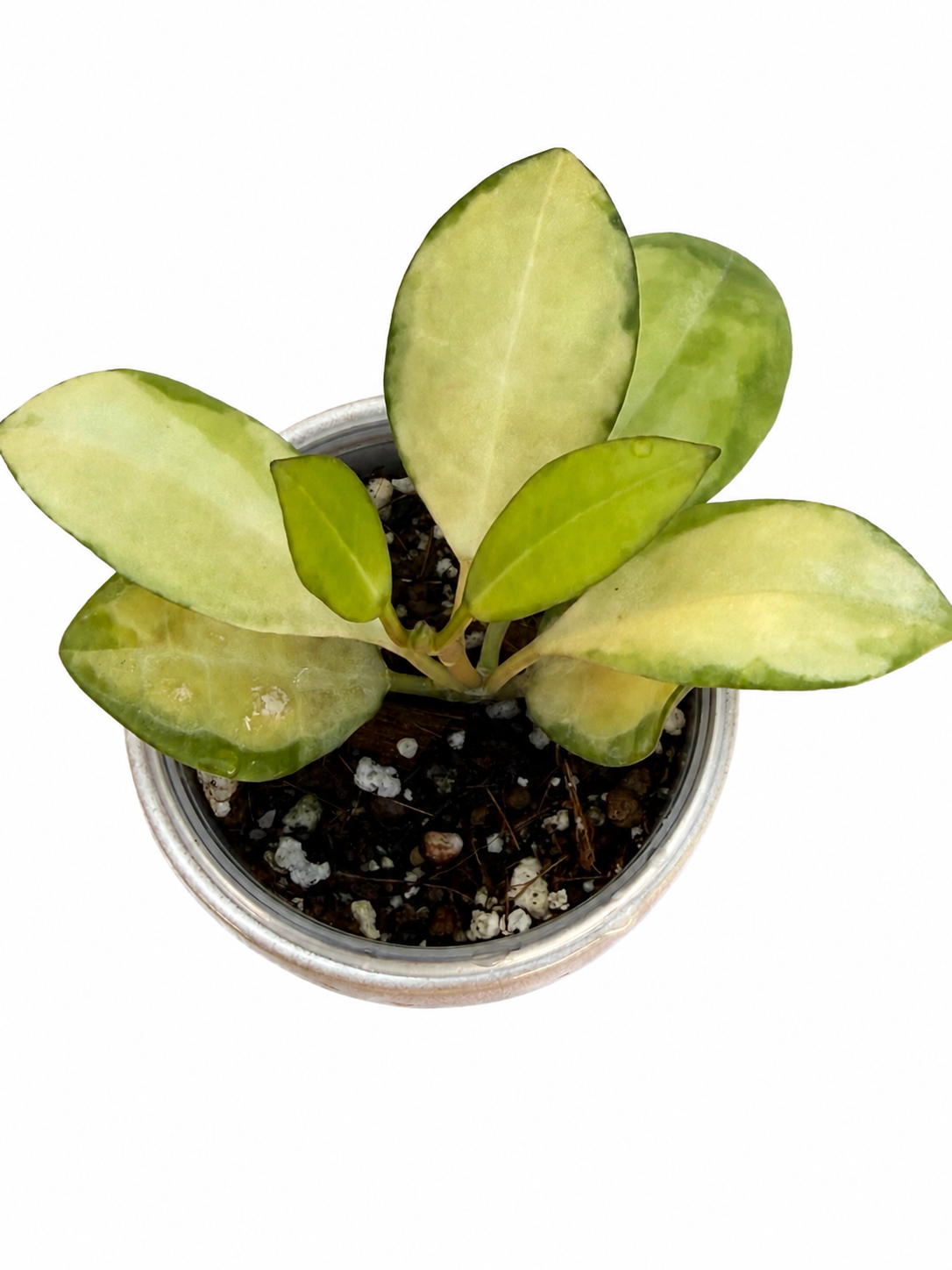 Hoya Elliptica Variegated | Rare Rooted Variegated Hoya