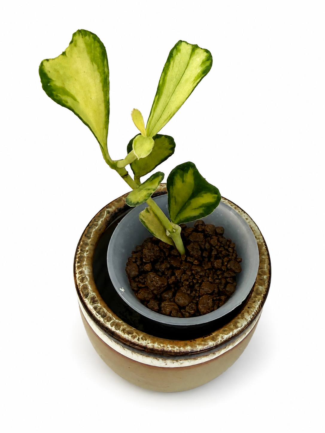 Hoya Manipurensis Inner Variegated | Rare Rooted Variegated Hoya