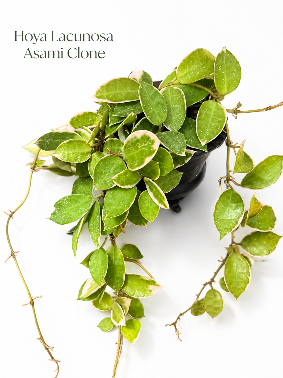 Hoya Lacunosa Asami Clone Variegated | Variegated Hoya Cutting