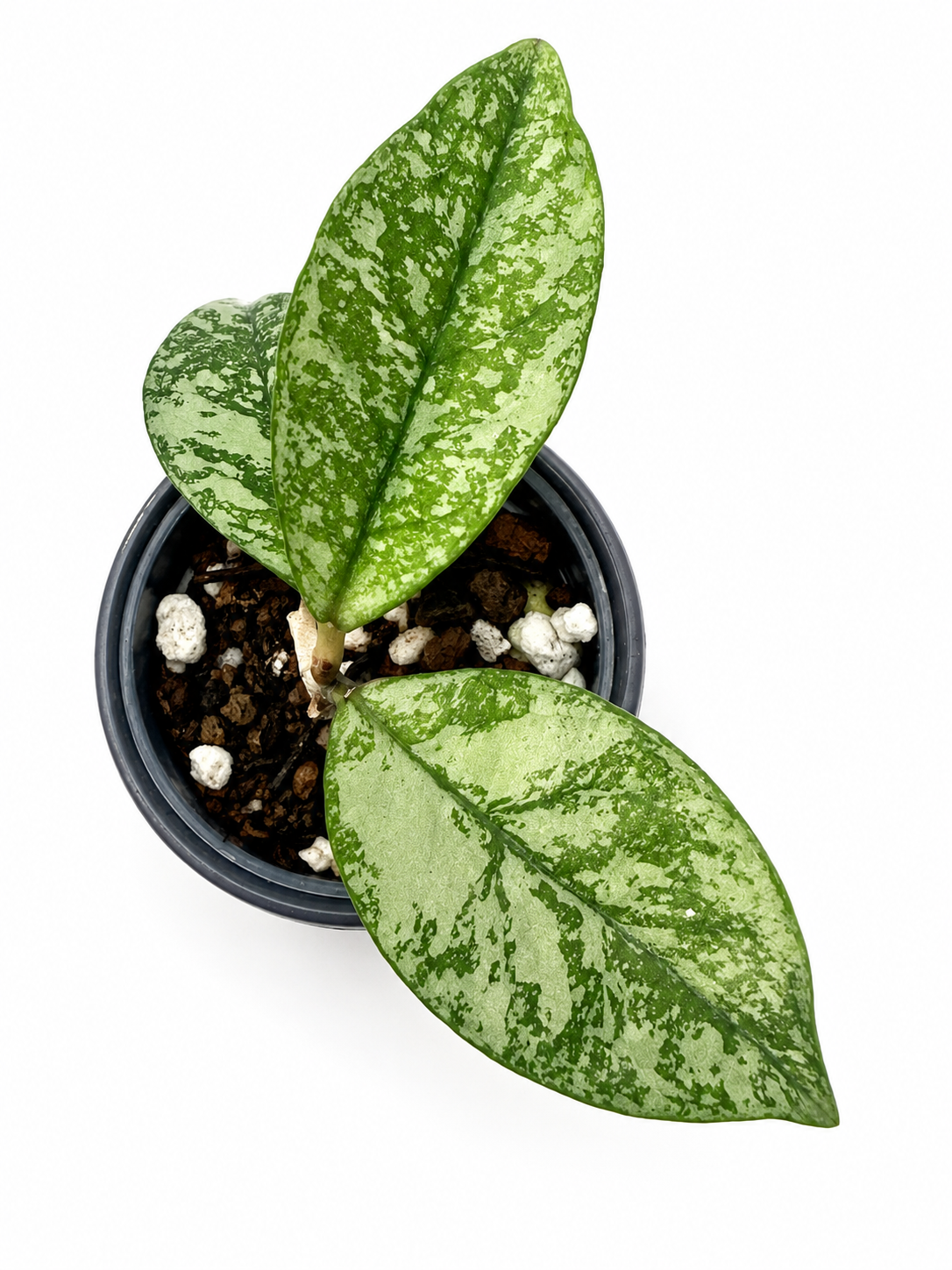 Rare Hoya Crassipetiolata Splash | Rooted Plant