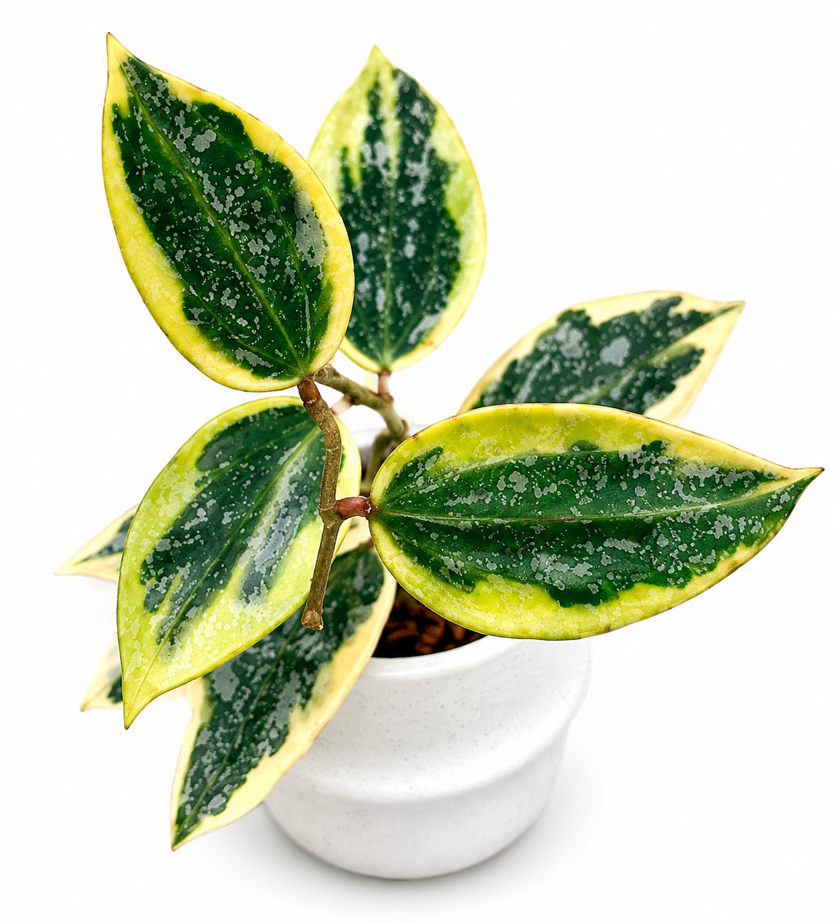 Hoya Rangsan Albo | Rare Variegated Hoya Unrooted Cutting