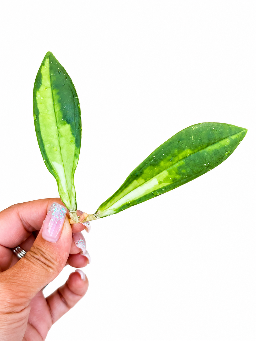 Hoya Rigidifolia Variegated | Rare Variegated Hoya Cutting