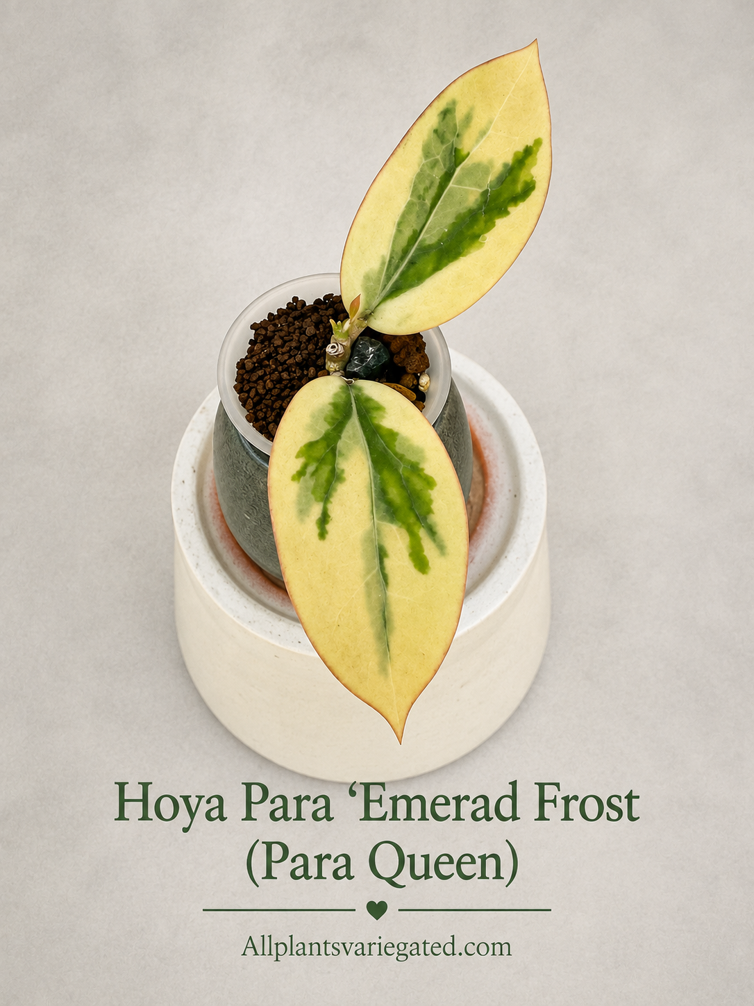 Hoya Para 'Emerald Frost' (Para Queen) Variegated - Rare Rooted Collector Plant
