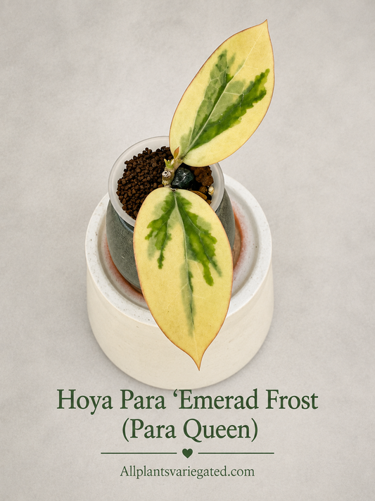 Hoya Para 'Emerald Frost' (Para Queen) Variegated - Rare Rooted Collector Plant
