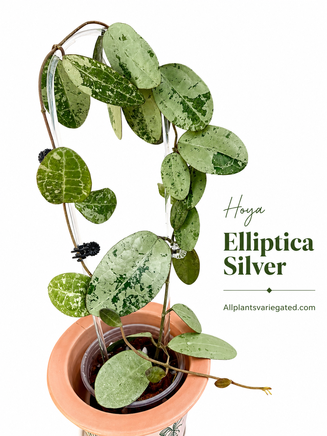Hoya Elliptica Silver| Rare Hoya Cutting