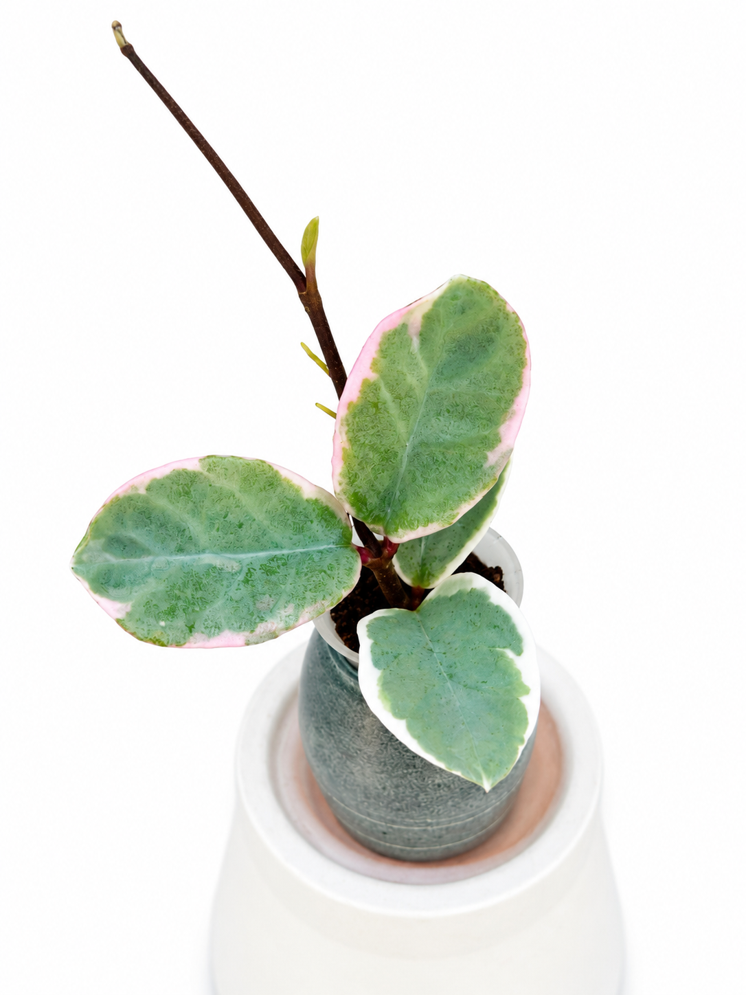 Hoya Argentea Picta | Ultra Rare Variegated Silver Princess | Rooted Wax Plant