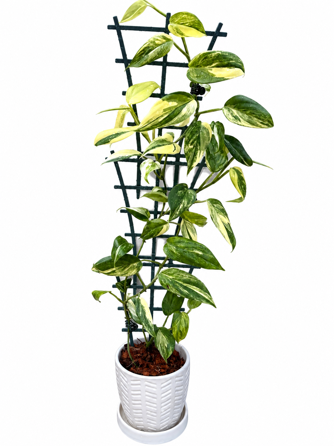 Scindapsus hederaceus ‘Aurea’ (Blue Aurea) – Rare Variegated Unrooted Cutting