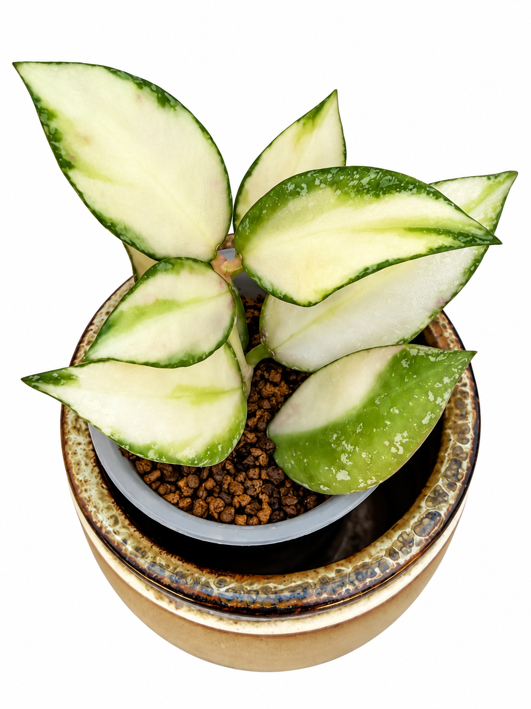 Hoya Nabawanensis Variegated | Rare Variegated Hoya