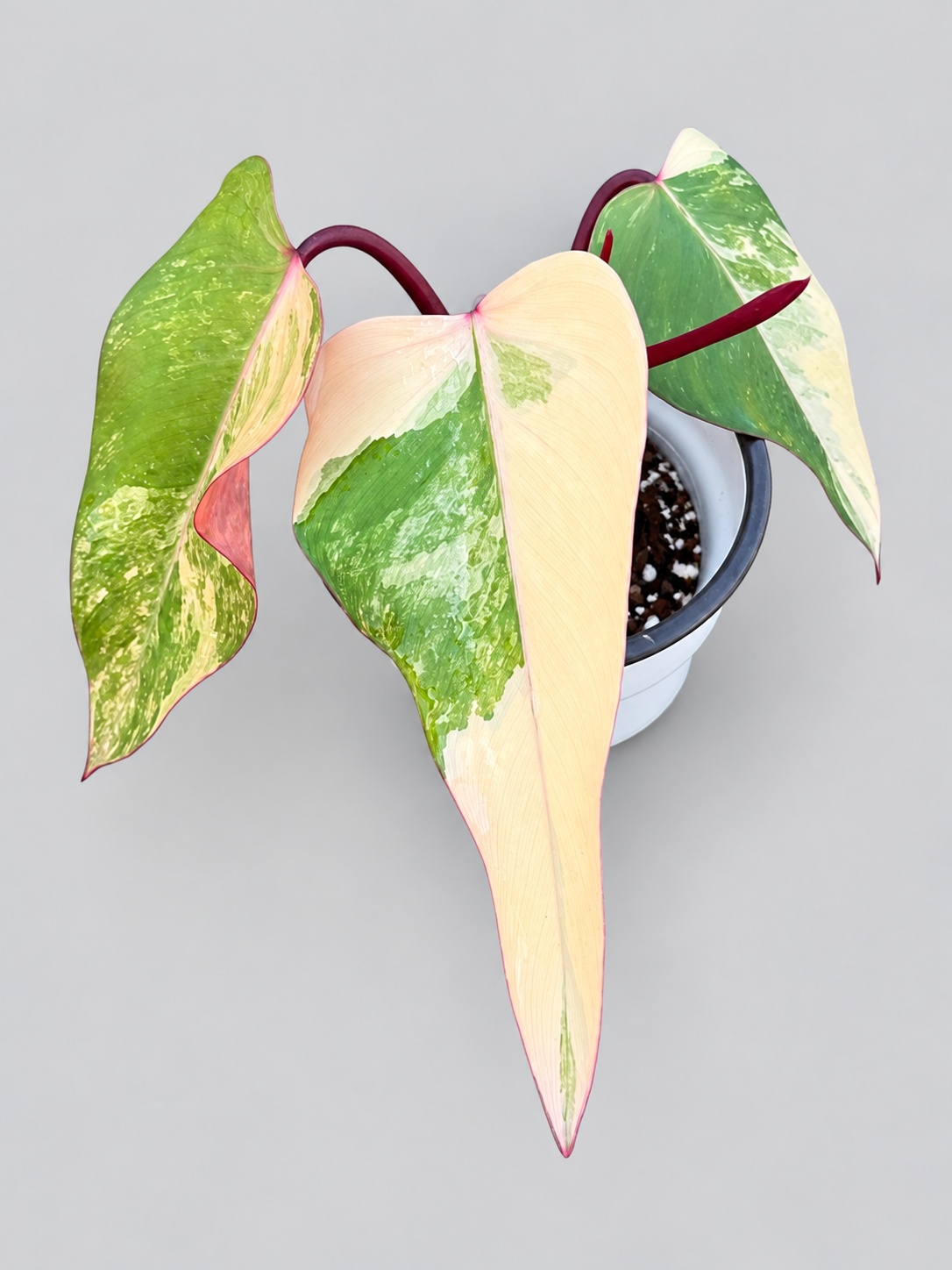 Philodendron Strawberry Shake