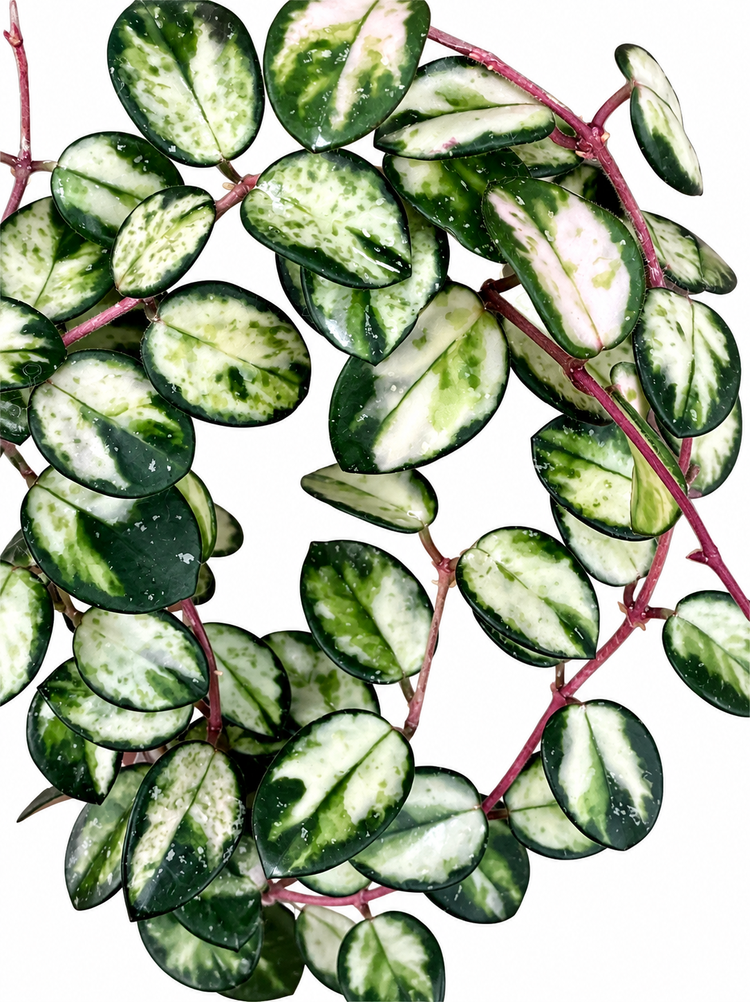 Hoya Mathilde Variegated |Variegated Hoya Cutting