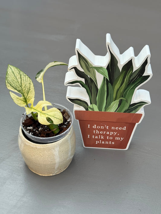 Rhaphidophora Tetrasperma White Monster