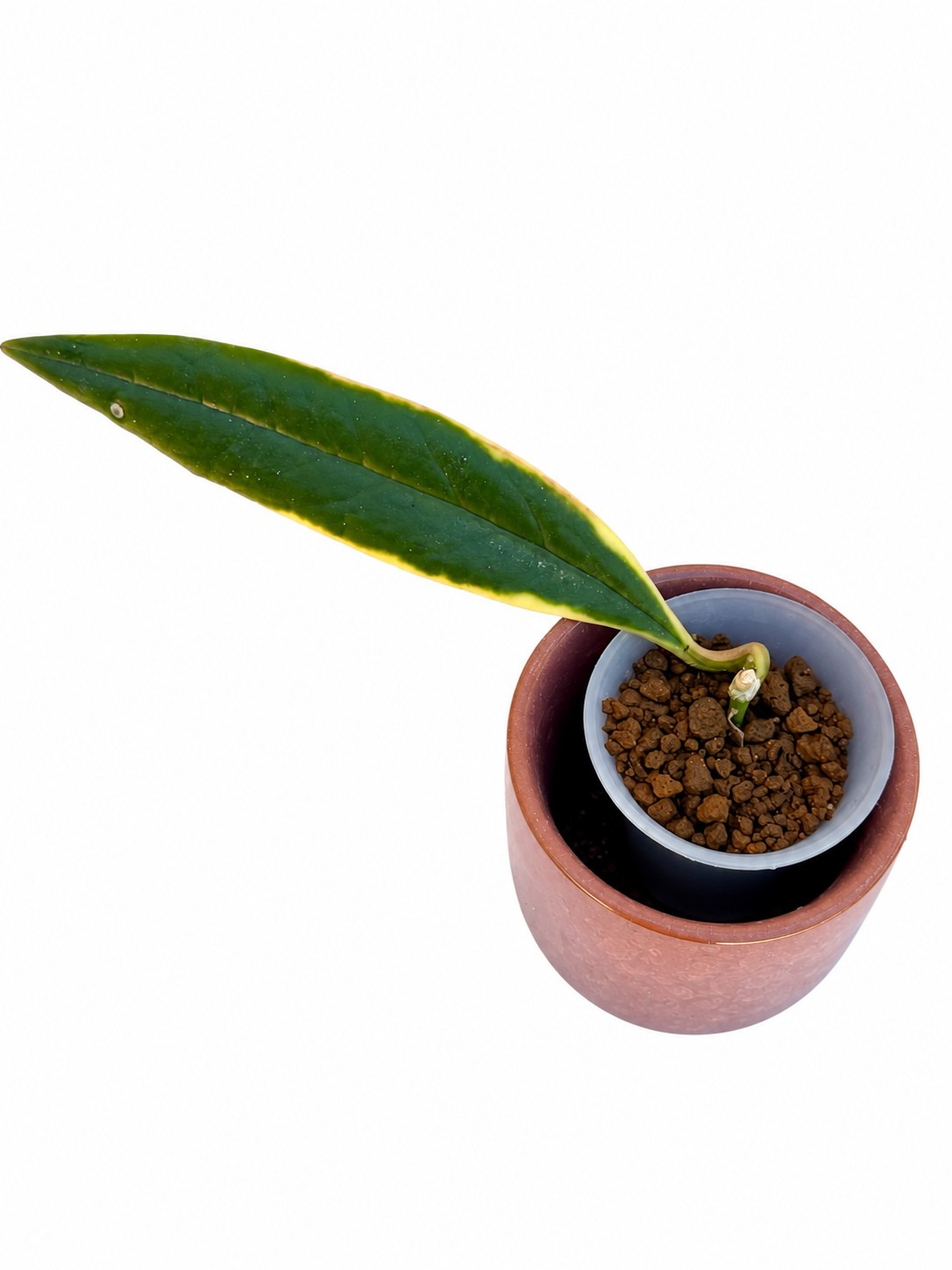 Hoya Sulawesiana ‘Albomarginata’ – Rare Variegated Hoya Exact Rooted Plant