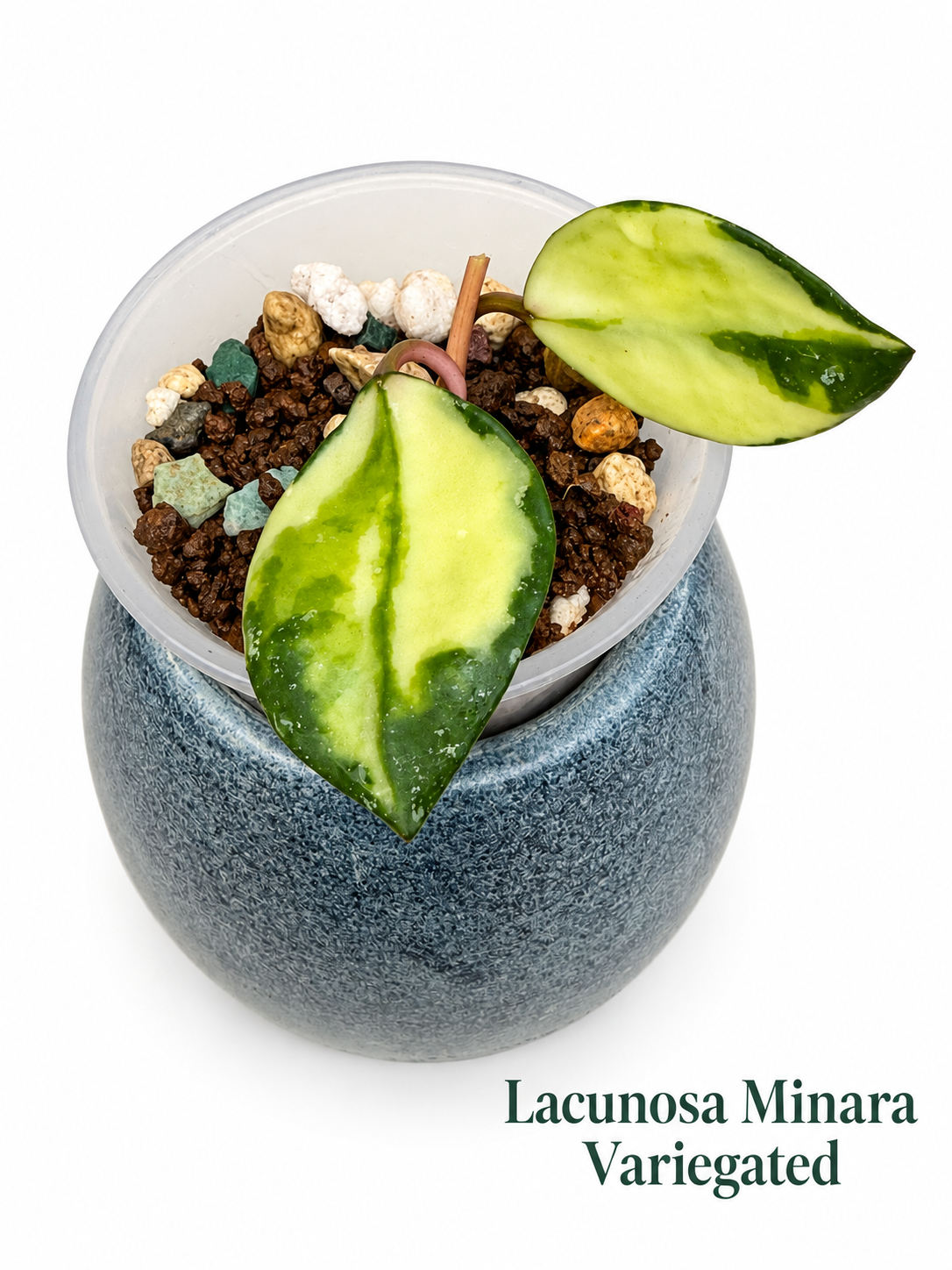 Hoya Lacunosa Rare 5-Unrooted Cutting Combo – Minara | Kirana | Winter Pandora | Princess Lumina | Asami