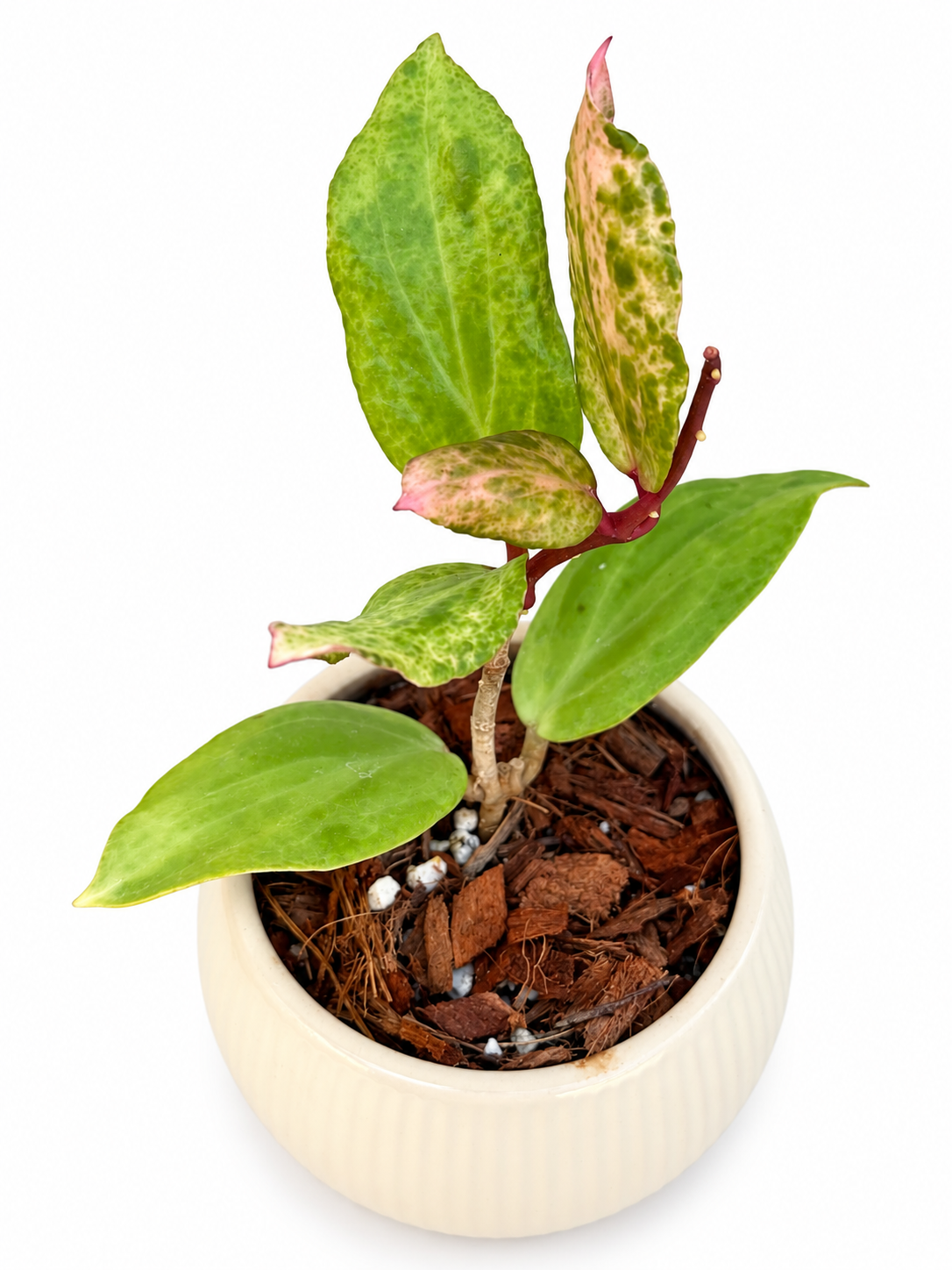 Hoya ‘Crocodile’ – Rare Collector Hoya Exact Rooted Plant