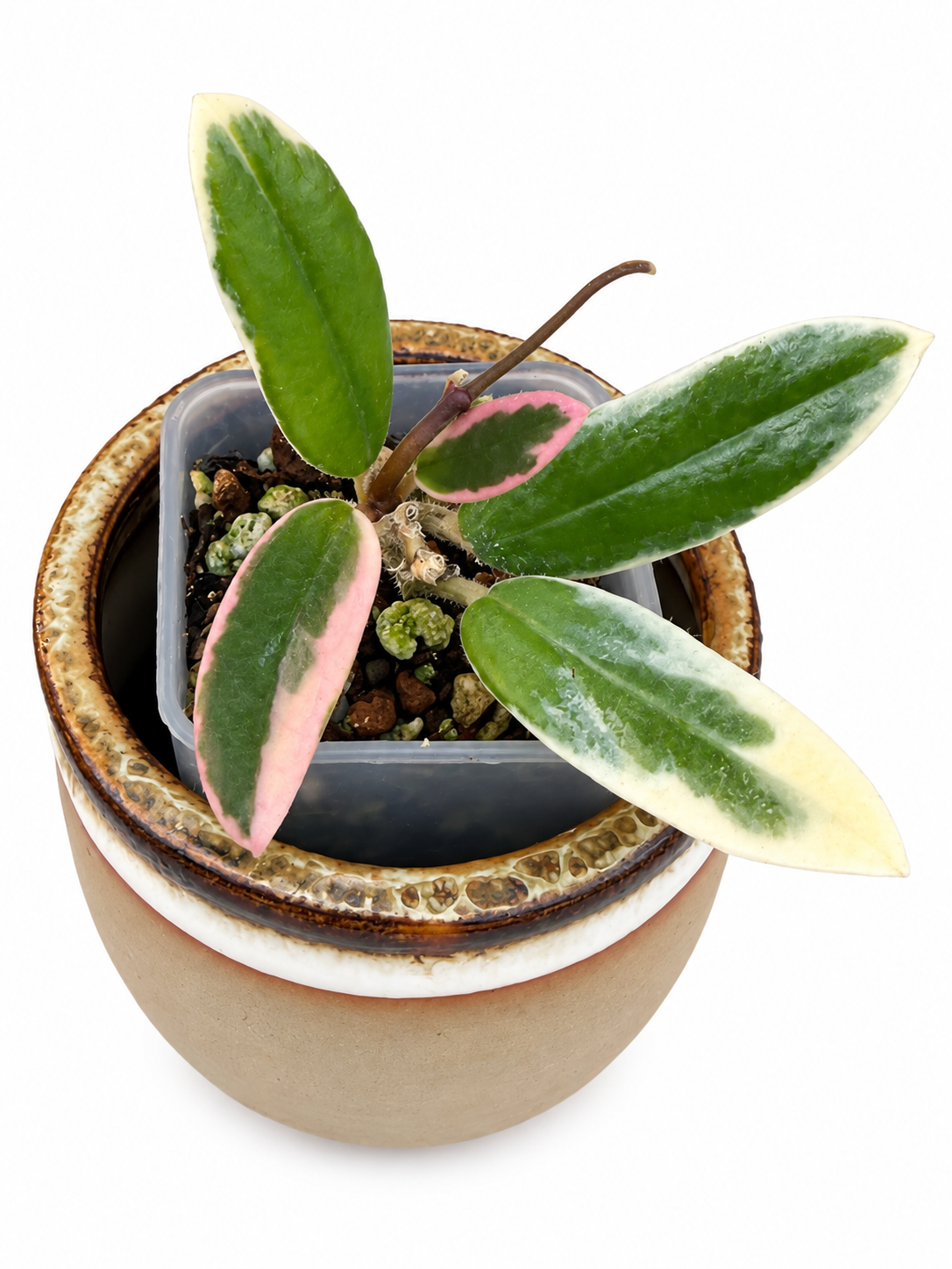 Hoya Lyi ‘Prism’ Outer Variegated – Rare Hoya Exact Rooted Plant