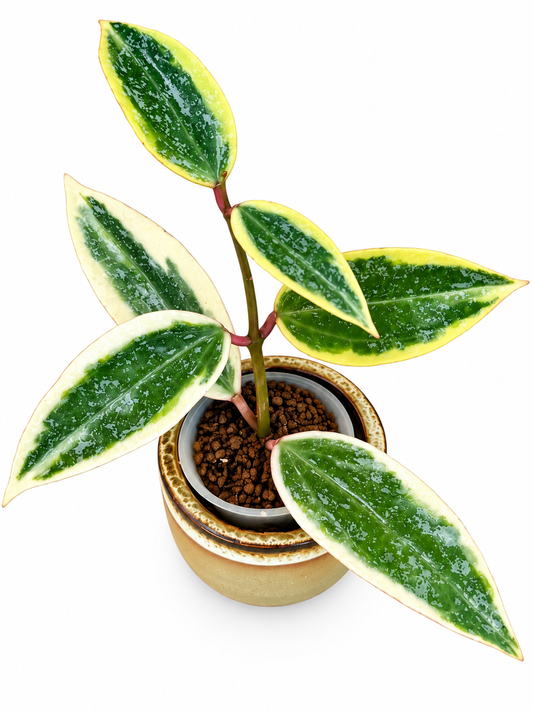 Hoya Rangsan Albo Splash – Rare Variegated Hoya Exact Rooted Plant