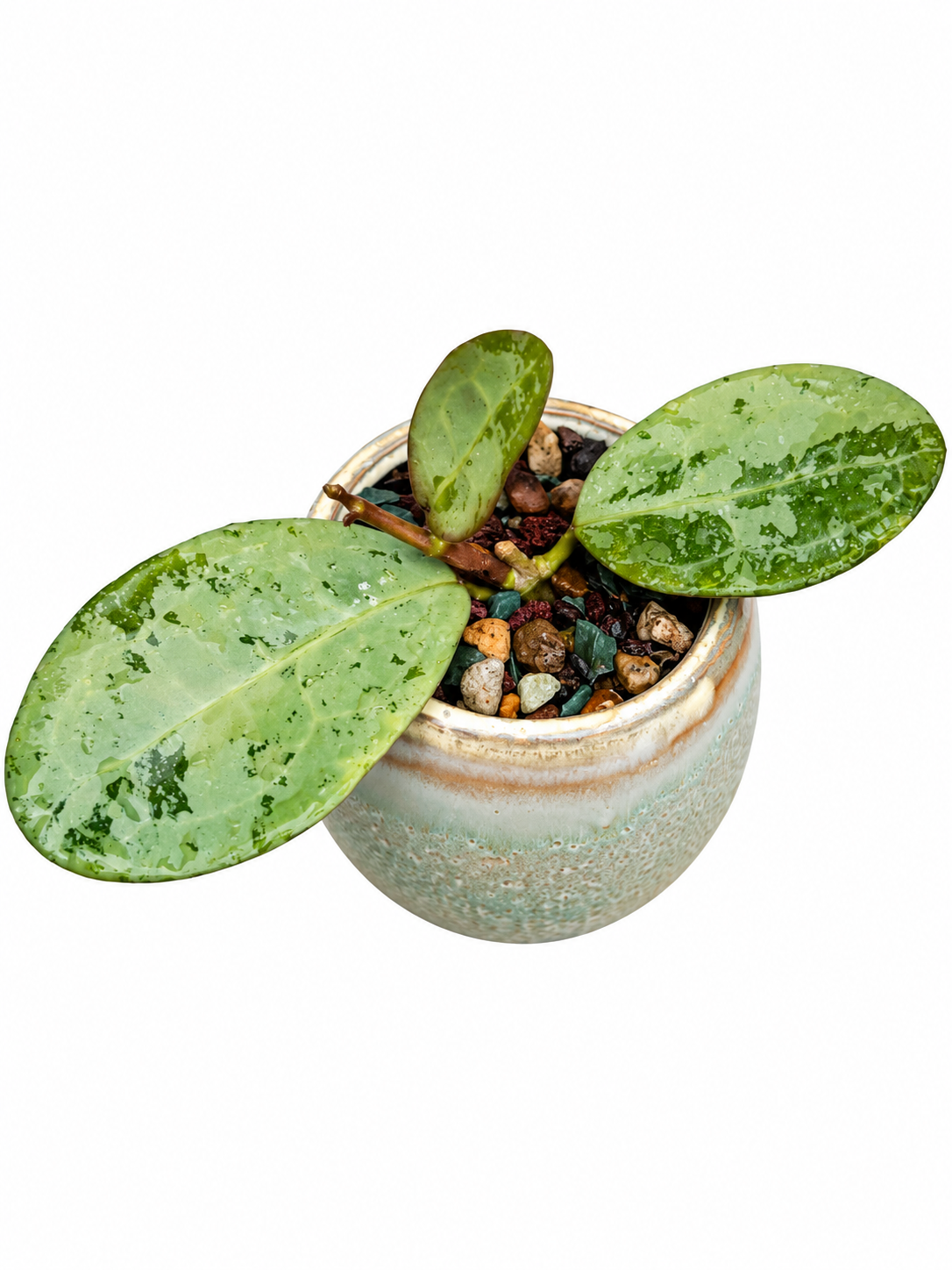 Hoya Elliptica Silver – Rare Hoya Exact Rooted Plant