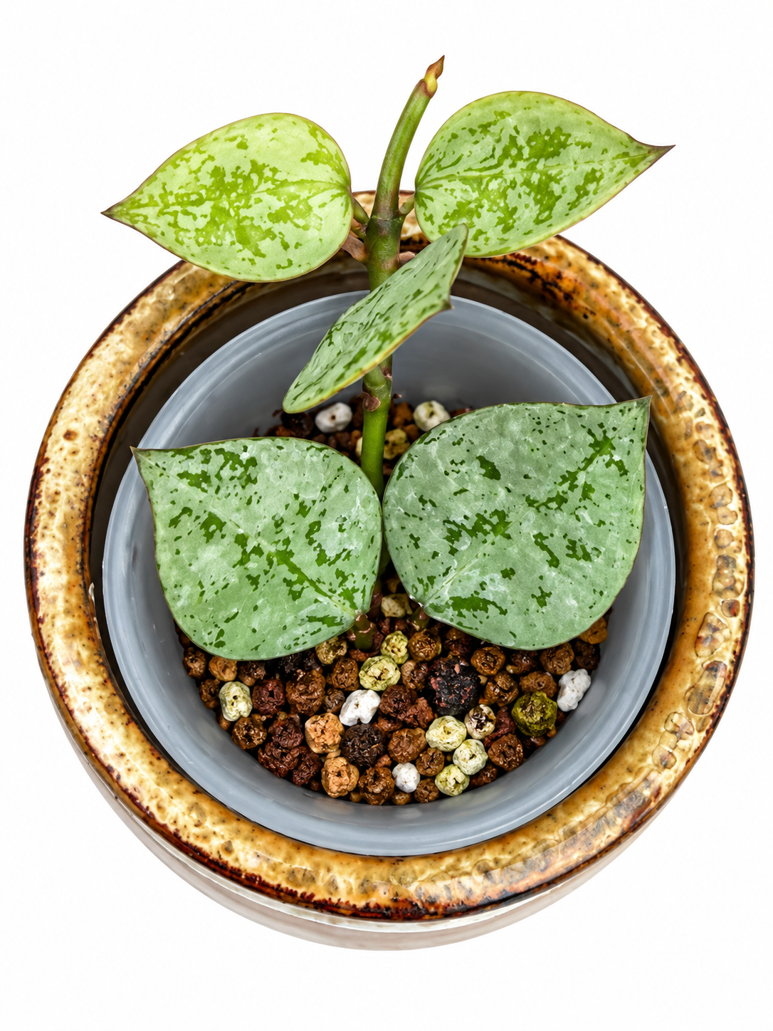 Hoya Lacunosa ‘Gayung’ – Rare Silver Splash Hoya Exact Rooted Plant | Collector’s Hoya