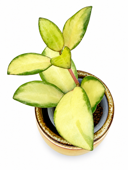 Hoya Elliptica Variegated | Rare Rooted Variegated Hoya