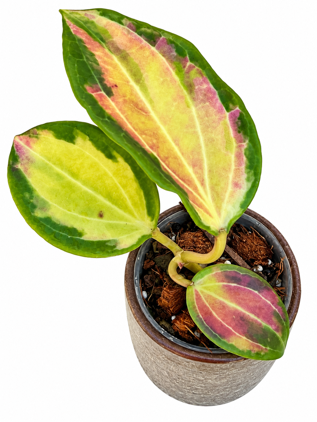 Hoya Merrillii Inner Variegated | Rare Rooted Collector Hoya