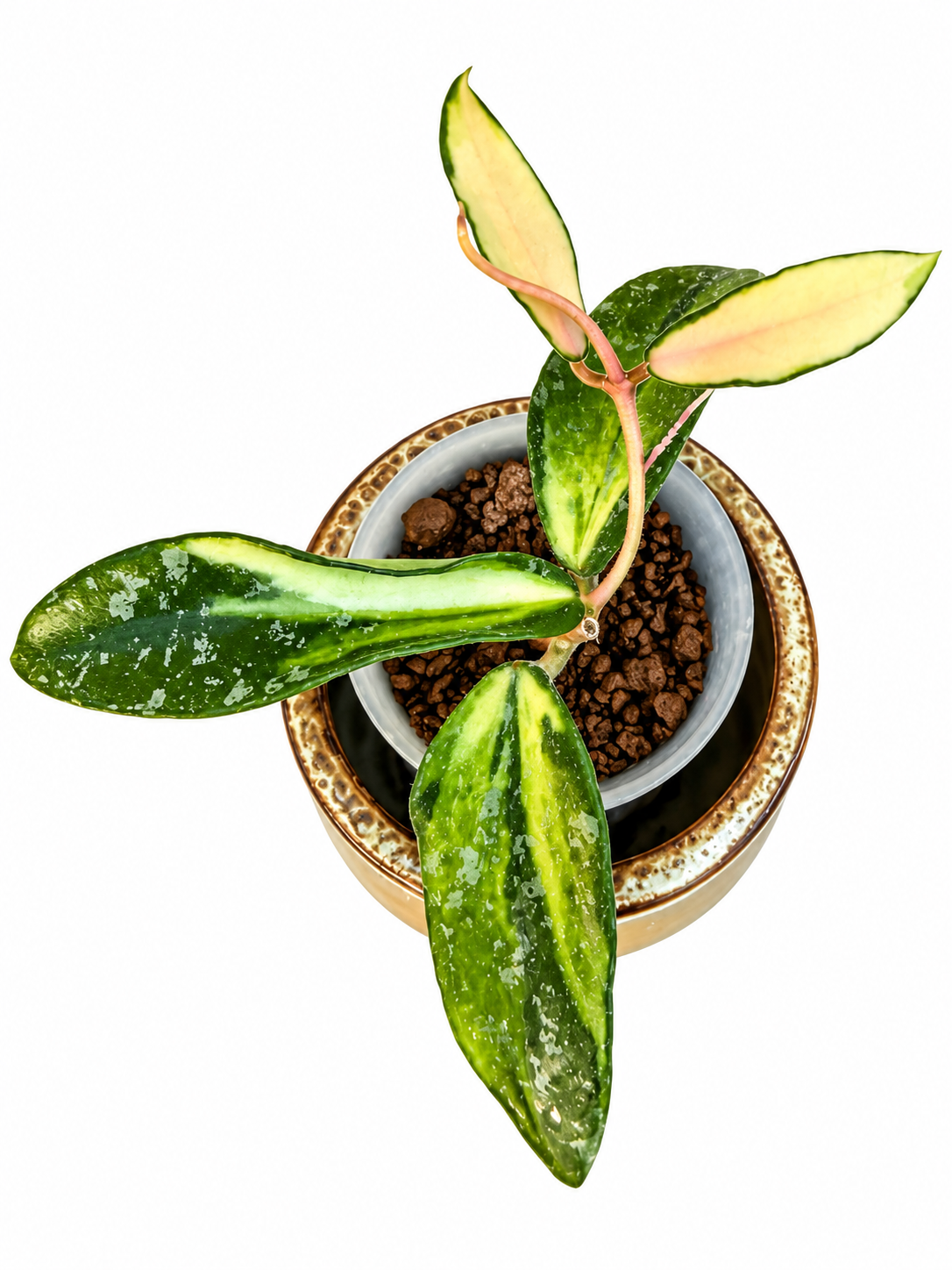 RARE Hoya Phuwuaensis Variegated