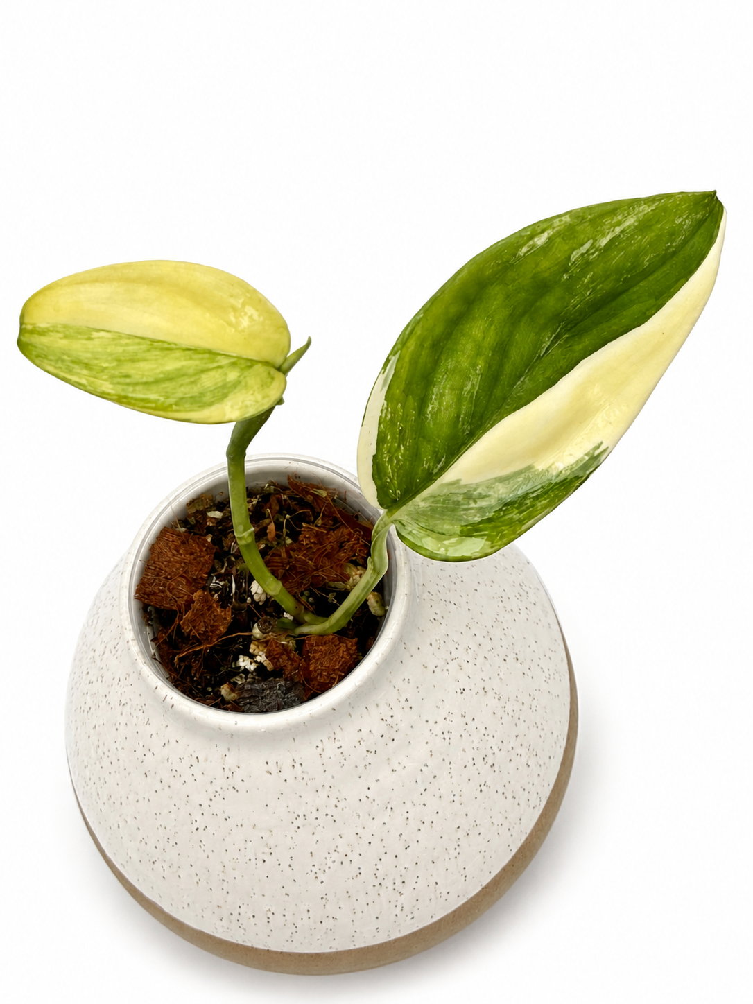 Scindapsus Hederaceus Aurea